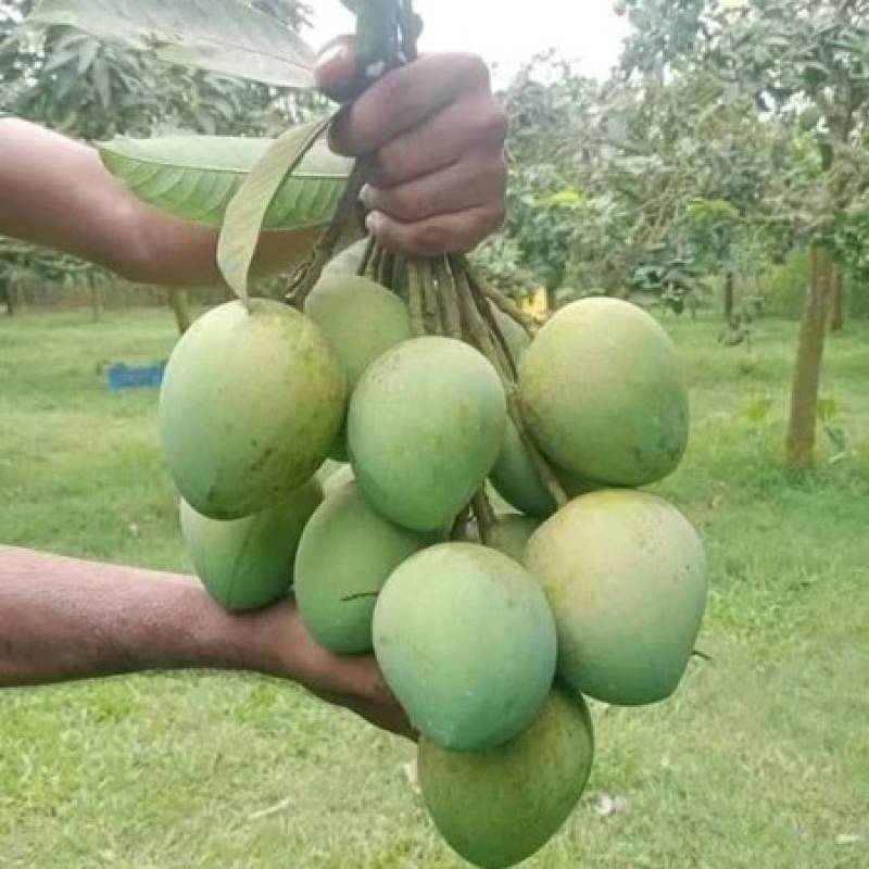 10 কেজি গোবিন্দভোগ আম 135 টাকা করে 1350 টাকা
